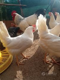 Galline ovaiole