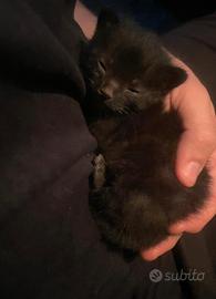 Gattino nero