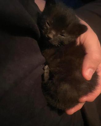Gattino nero