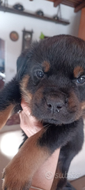 Cuccioli rottweiler
