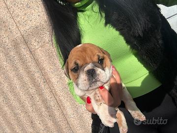 Bulldog inglese