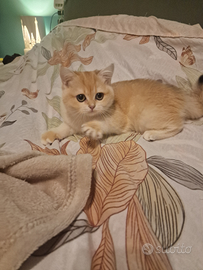 British shorthair ny12