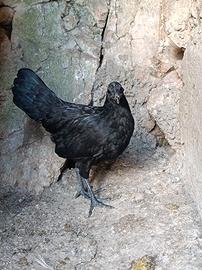 Ayam Cemani coppia 