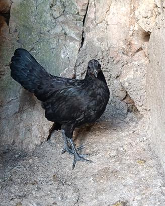 Ayam Cemani coppia 