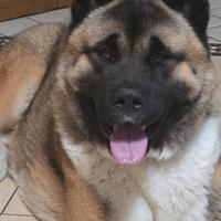 Akita americano