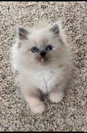Cuccioli gatto siberiano ipoallergenico su 