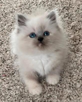 Cuccioli gatto siberiano ipoallergenico su 