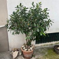 Bonsai di ficus alto circa 130 cm