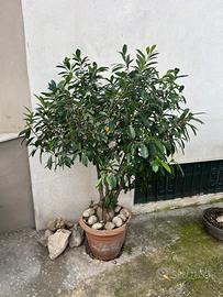 Bonsai di ficus alto circa 130 cm