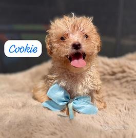 Cookie e mirtillo cuccioli maltipoo