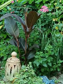 piante giardino, canna indica Russian Red 