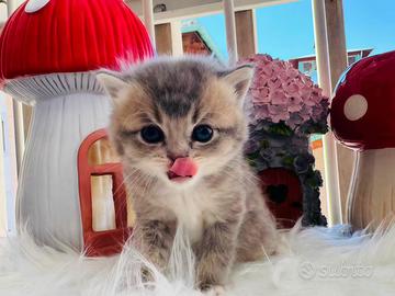 British shorthair gatto