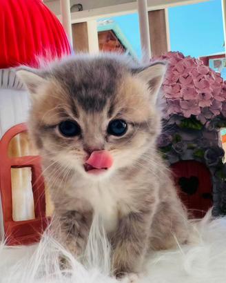 British shorthair gatto