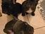Immagine 4