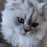 Gatto persiano Chinchilla per accoppiamento 300/40