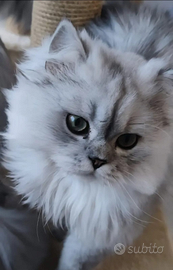 Gatto persiano Chinchilla per accoppiamento 300/40