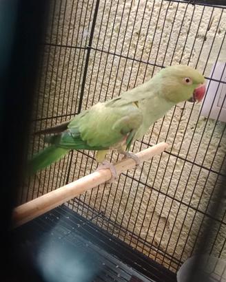 Pappagalli 