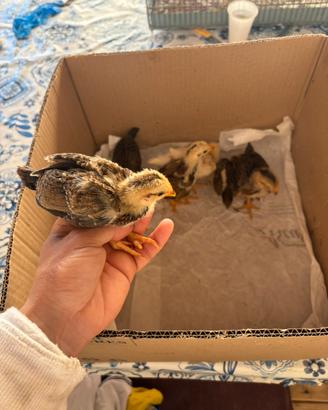 Pulcini di galline nane