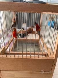 Coppie cardinalini ancestrali