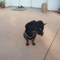 Charly bassotto di 3 anni