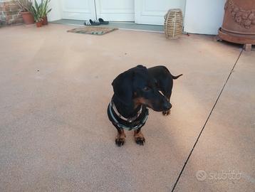 Charly bassotto di 3 anni