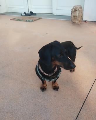 Charly bassotto di 3 anni