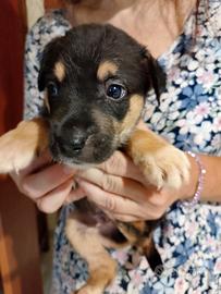 Cucciolo di 2 mesi