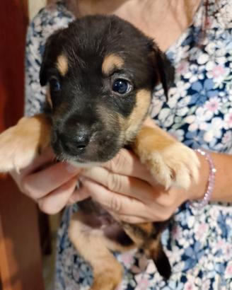 Cucciolo di 2 mesi