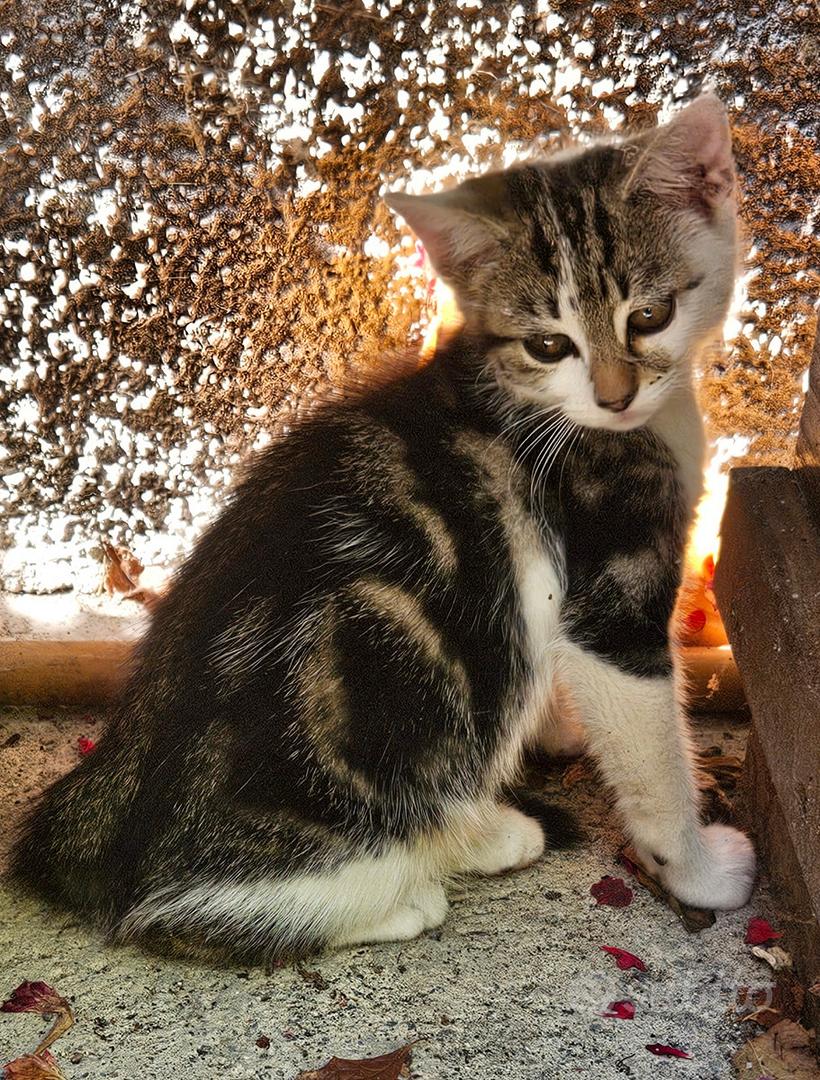 Bella Bianca Gattina Interattiva Prezzi Gatto Interattivo Bianca Robot  Gatti Di Controllo Del Suono