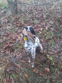 Setter inglese