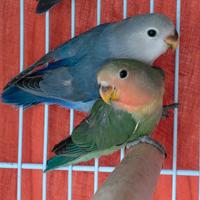 Pappagalli inseparabili