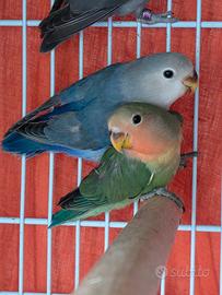 Pappagalli inseparabili