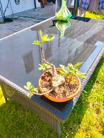 bonsai di fico