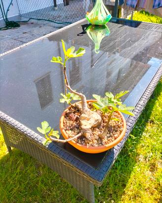bonsai di fico