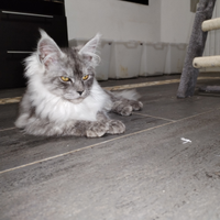 Cuccioli di Maine coon xxl shaded line