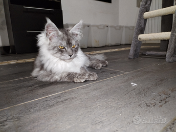 Cuccioli di Maine coon xxl shaded line