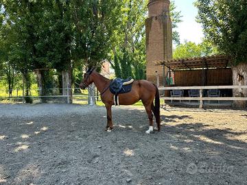 Cavallo