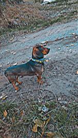 Cane da cinghiale