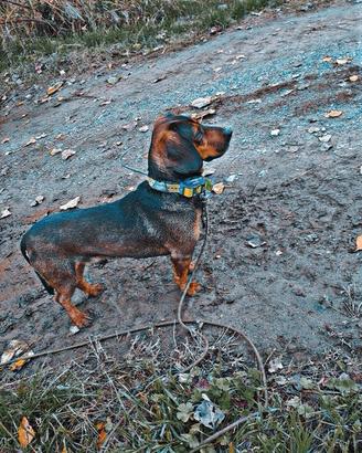 Cane da cinghiale