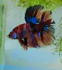 Betta splendens Plakat e Halfmoon