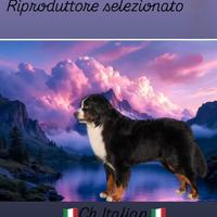 Bovaro del Bernese campione italiano di bellezza