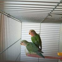 Inseparabili roseicollis