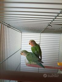 Inseparabili roseicollis