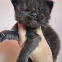 Maine coon cuccioli con pedigree
