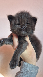 Maine coon cuccioli con pedigree