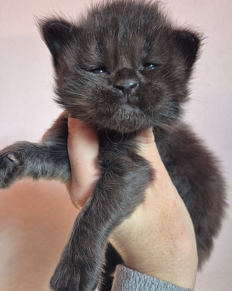 Maine coon cuccioli con pedigree