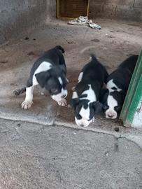 American Bully