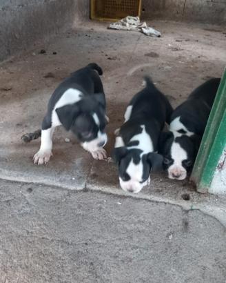 American Bully