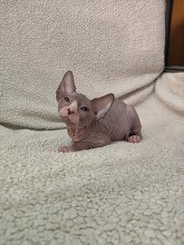 maschio sphynx 