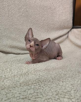 maschio sphynx 